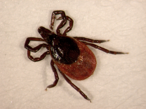 Tick